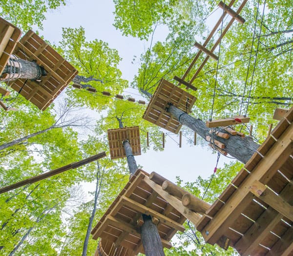 Looking up at Aerial Adventure Course
